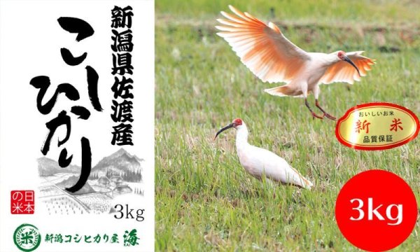 画像1: 佐渡産コシヒカリ3kg (1)